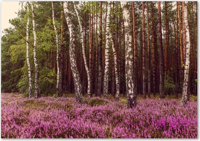 Produktbild von Tulup® Leinwandbild - 100x70 cm - Wandkunst - Drucke auf Leinwand - Leinwanddruck  - Landschaften - Rosa - Heide
