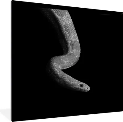 Produktbild von MuchoWow® Gerahmtes Poster Tiere - Schlange - Schwarz - Weiß - Porträt 40x40 cm - Poster mit Schwarzem Bilderrahmen Wandposter Rahmen Foto Bilder - Mit Rahmen - Wanddekoration Schlafzimmer