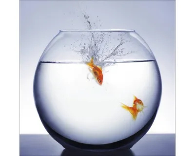Produktbild von Glasbild Diving Fish GLA495 50x50 cm