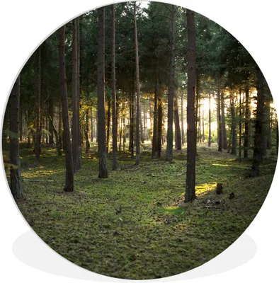 Produktbild von MuchoWow® Rundes Wandbild - Runde Bilder Baum - Sonne - Gras Ø 60 cm Kreis Wanddekoration Kunststoff - Wandkreis - Wandschmuck - Wand Kreis - Das Schlafzimmer - Die Bilder - Wandmalerei - Kunst für das Haus - das Plastik