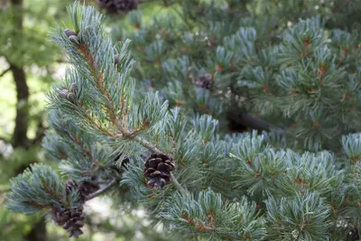 Produktbild von Pinus parviflora 'Pentaphylla Glauca', Kiefer, blaugrün, 30–40 cm