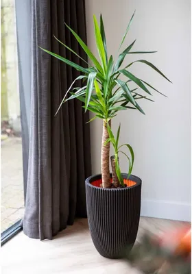 Produktbild von Capi Vase Groove Elegant 34x46 cm Schwarz