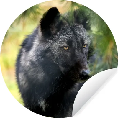 Produktbild von MuchoWow® Runde Wandtattoo - Wandsticker Tapete Aufkleber Wolf - Makro - Blätter Ø 100 cm Selbstklebend und Repositionierbar - Wandaufkleber - Kreis - Tapetenkreis - Wandbild rund - Schlafzimmerdekoration - Wanddeko - runde Tapete - Kunst für zu Hause