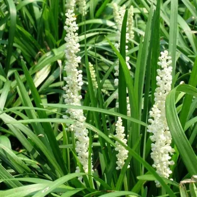 Productafbeelding van 6 x Leliegras - Liriope muscari 'Monroe White' | Pot van 9cm x 9cm