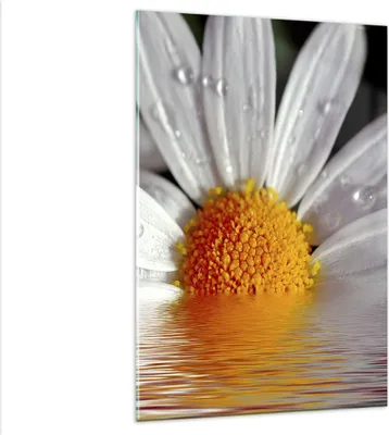Produktbild von Bilder auf glas - Einteilig - Kraut Kamille Blume Wasser - 80x120cm - Glasbilder - Wandbilder - Bilder - Wanddekoration aus Glas - Glas Bilder - Wandbild auf Glas - GPA80x120-2282