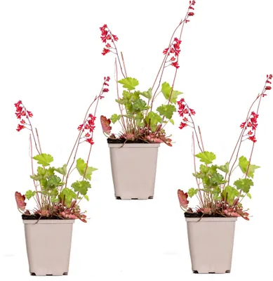 Produktbild von Bloomique - 3er-Set - Heuchera Sanguinea Splendens - Purpurglöckchen - Gartenpflanzen - Winterhart - Tierfreundlich - Höhe 10-20 cm - Topf 9x9 cm
