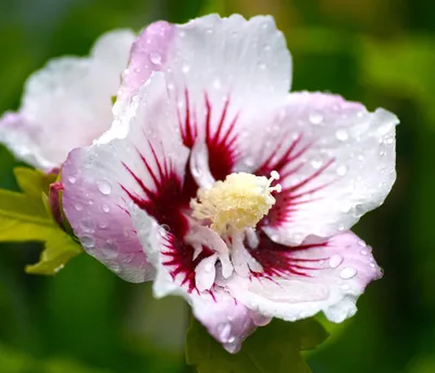 Produktbild von Dehner Hibiskus China Chiffon®, Garten-Eibisch mit weiß-rosa Blüten, 50-60 cm exkl. Pflanztopf, mehrjähriger Zierstrauch