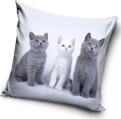 Immagine prodotto di Trio di gatti con federa