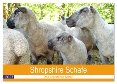 Produktbild von Shropshire Schafe (Wandkalender 2027 DIN A4 quer), CALVENDO Monatskalender