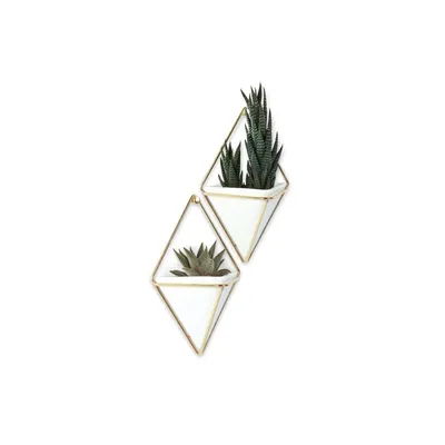 Two geometric wall planters with succulents, displayed against a white background.