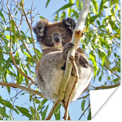 Produktbild von MuchoWow® Poster Koala - Luft - Zweige - Jungen - Mädchen 100x100 cm - Babyzimmer
