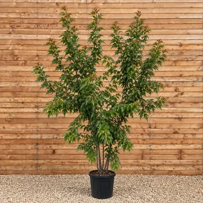 Produktbild von Feuerahorn Ginnala 150-200 cm - Acer tataricum mehrstämmig
