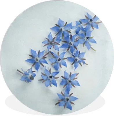 Produktbild von MuchoWow® Rundes Wandbild - Runde Bilder Blaue Borretschblüten auf hellblauem Hintergrund Ø 90 cm Kreis Wanddekoration Kunststoff - Wandkreis - Wandschmuck - Wand-Kreis - Wohnzimmer - Bild - Runde - Wanddeko - Dibond - Kunstdrucke