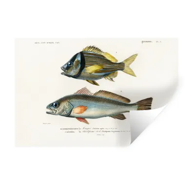 Produktbild von MuchoWow® Wandtattoo Wandsticker Wandaufkleber Fisch - Jahrgang - Realismus 90x60 cm Selbstklebend und Repositionierbar - Aufkleber