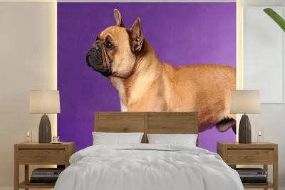 Produktbild von MuchoWow® Fototapete für Wohnzimmer oder Schlafzimmer Wandtapete Vinyl Motivtapete Französische Bulldogge - Braun - Lila - 300x300 cm - Wanddekoration