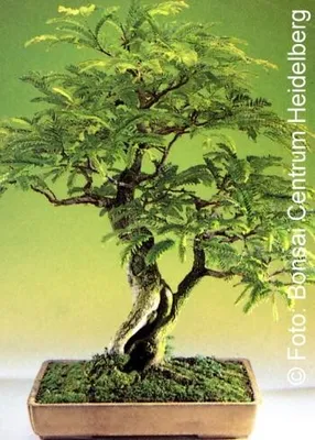 Produktbild von Pflanzensamen, Bonsai - Tamarinde