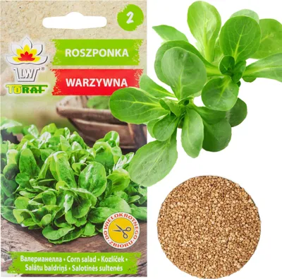 Produktbild von Feldsalat Gemüsesamen Vitaminreicher Kopfsalat 1G
