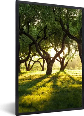 Produktbild von MuchoWow® Gerahmtes Poster Bäume - Natur - Sonne 60x90 cm - Poster mit Schwarzem Bilderrahmen Wandposter Rahmen Foto Bilder - Kunst