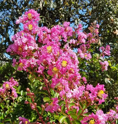 Image de Lagerstroemia indica PETITE PINK 'Monkie' / Lilas des Indes PETITE PINK 'Monkie'