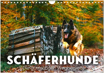 Produktbild von Schäferhunde - Die gutmütigen Wegbegleiter. (Wandkalender 2026 DIN A4 quer), CALVENDO Monatskalender