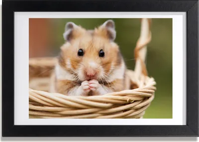 Produktbild von Bild 30x20 MDF-Rahmen, Wandkunst Hamster im Korb
