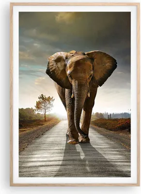 Produktbild von Gerahmtes Poster - Rahmen in heller Eiche - Elefant Straße Landschaft - 70x100 cm - Wand Bild - Wanddeko - Wandbilder - Wandposter - Bilderrahmen - Bilder - Kunstdruck - Wandbild - P2NPA70x100-0214