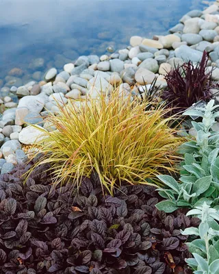 Produktbild von Carex sylvatica, Wald-Segge, ca. 9x9 cm Topf