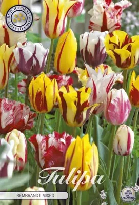 Artikelbild 1 von 'Tulpe Rembrandt Mix (10 Stück)' aus der Kategorie Tulpenzwiebeln