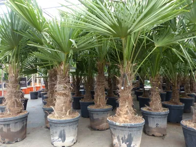 Produktbild von XL Stämme Palme winterhart 140-180 cm Trachycarpus fortunei, Hanfpalme,