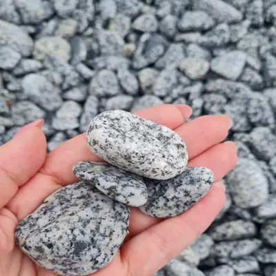 Produktbild von Dalmatiner Zierkies 2–4 cm 5 kg – Grauer Naturstein mit Punkten für Garten und Dekoration