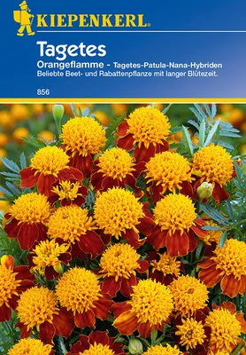 Produktbild von Kiepenkerl Studentenblumensamen Orangeflamme