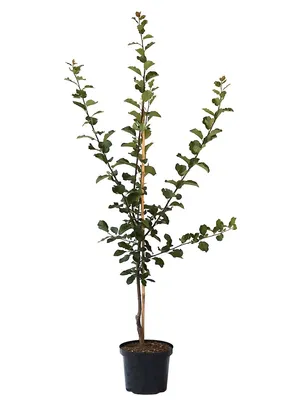 Produktbild von Lippische Eierpflaume Buschbaum