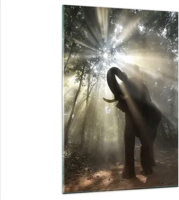 Produktbild von Bilder auf glas - Einteilig - Elefant Dschungel  - 80x120cm - Glasbilder - Wandbilder - Bilder - zum Aufhängen bereit - Wanddekoration aus Glas - Glas Bilder - Wandbild auf Glas - GPA80x120-3835