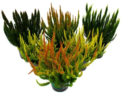 Productafbeelding van Calluna Green Nature - Groene heide - heide - winterhard - 11 cm pot - set van 6 verschillende planten. Planten