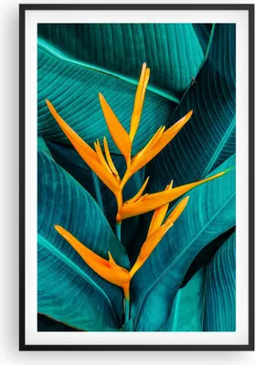 Produktbild von Gerahmtes Poster - Schwarzer Rahmen - Blumen Tropen Blätter - 61x91,5 cm - Wand Bild - Wanddeko - Wandbilder - Kunstposter - Wandposter - Bilderrahmen - Bilder - Kunstdruck - P2BPA61x91-5116
