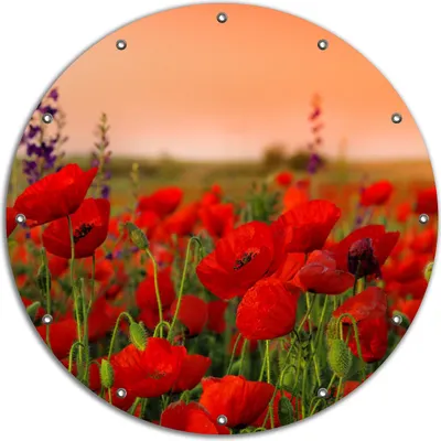 Produktbild von Wallario rundes Outdoor-Poster für Garten oder Balkon, Motiv Mohnblumen auf dem Feld, 90 cm Durchmesser