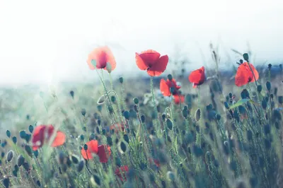 Immagine prodotto di Muralo foto fiori 368 (L) x 254 (A) cm carta da parati in tessuto non tessuto murale soggiorno camera da letto murales moderno XXL piante natura decorazione murale
