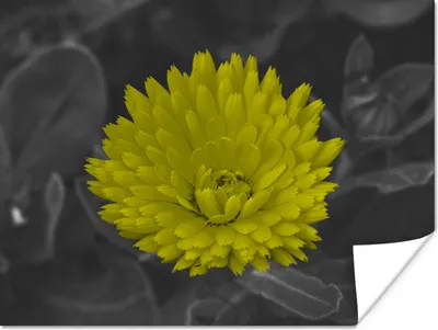 Produktbild von MuchoWow® Poster Blumen - Aquarell - Löwenzahn 160x120 cm - Foto Plakat