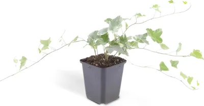 Image de Couvre-sol - Lierre - Hedera helix 'Glacier' - Pot de 9cm - Set de 6 plantes