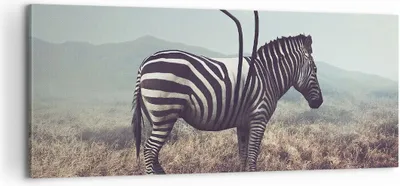 Produktbild von Bild auf Leinwand - Leinwandbild - Zebra Tier Wiese - 100x40cm - Wand Bild - Wanddeko - Wandbilder - Leinwanddruck - Bilder - Kunstdruck - Wanddekoration - Leinwand bilder - Wandkunst - AB100x40-3959