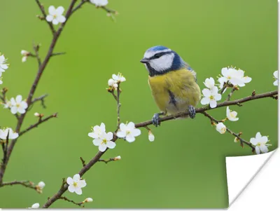 Produktbild von MuchoWow® Poster Blaumeise - Zweig - Blumen - Blühende Zweige - Vogel 80x60 cm - Kunst für zu Hause