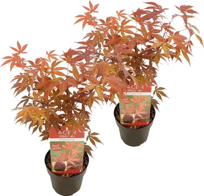 Produktbild von Bloomique - 2er-Set - Acer Palmatum Atropurpureum - Japanischer Ahorn - Buntes Laub - Gartenpflanzen - Winterhart - 40-50 cm Hoch - Topf 15 cm