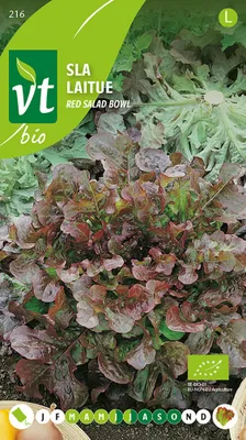 Image de Graines pour la germination Graines de haricot mungo - Environ 16 gr | VT_251