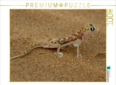 Produktbild von Calvendo Wüstengecko 1000 Teile Puzzle quer 640x480mm, Morper Thomas; 7314441