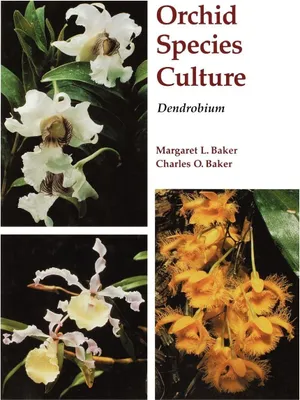 Produktbild von Dendrobium
