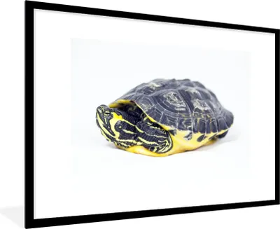 Produktbild von MuchoWow® Gerahmtes Poster Schildkröte im Panzer vor weißem Hintergrund 90x60 cm - Poster mit Schwarzem Bilderrahmen Wandposter Rahmen Foto Bilder - Wanddekoration - Fotos