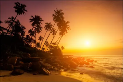 Produktbild von Wallario Poster - Kokospalmen am Abend - Sonnenuntergang in Sri Lanka, Kunstdruck Größe: 100 x 150 cm