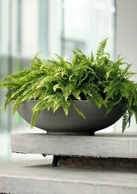 Produktbild von Pflanzschale Lafiora Liam Kunststoff Ø 60 cm H 16,5 cm grau