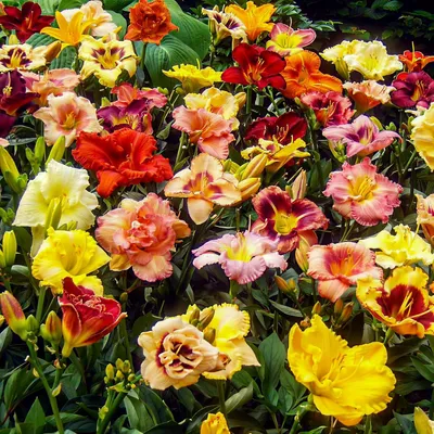 Produktbild von Taglilien Zwiebeln - 5 Wurzeln - Blumenzwiebeln Mehrjährig Winterhart - Mix von 5 Hemerocallis Sorten - große Winterharte Stauden aus Holland (kein Samen, Zwiebeln und nicht künstlich)