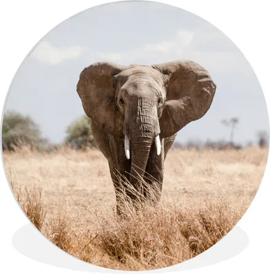Produktbild von MuchoWow® Rundes Wandbild - Runde Bilder Elefant - Natur - Tiere - Porträt Ø 60 cm Kreis Wanddekoration Kunststoff - Wandkreis - Wandschmuck - Wand Kreis - Das Schlafzimmer - Die Bilder - Wandmalerei - Kunst für das Haus - das Plastik